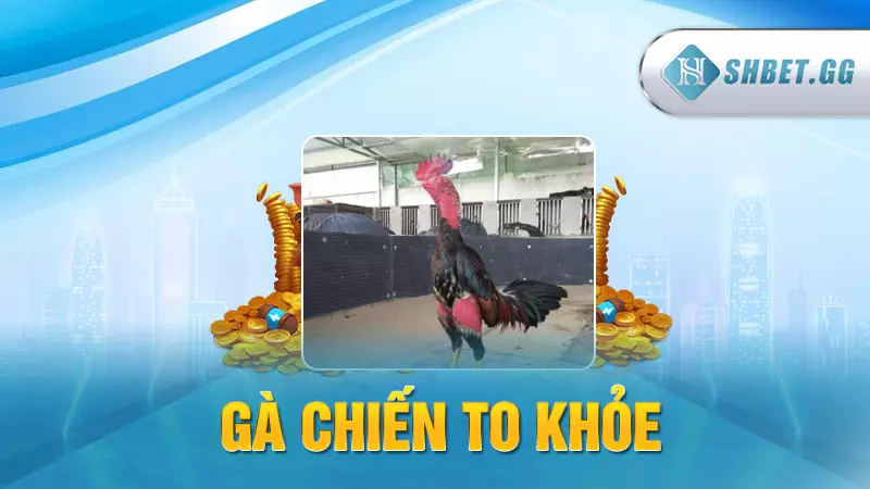 Đá gà đòn kịch tính - Cập nhật thuật ngữ kê trường 4 Gà chiến to khỏe